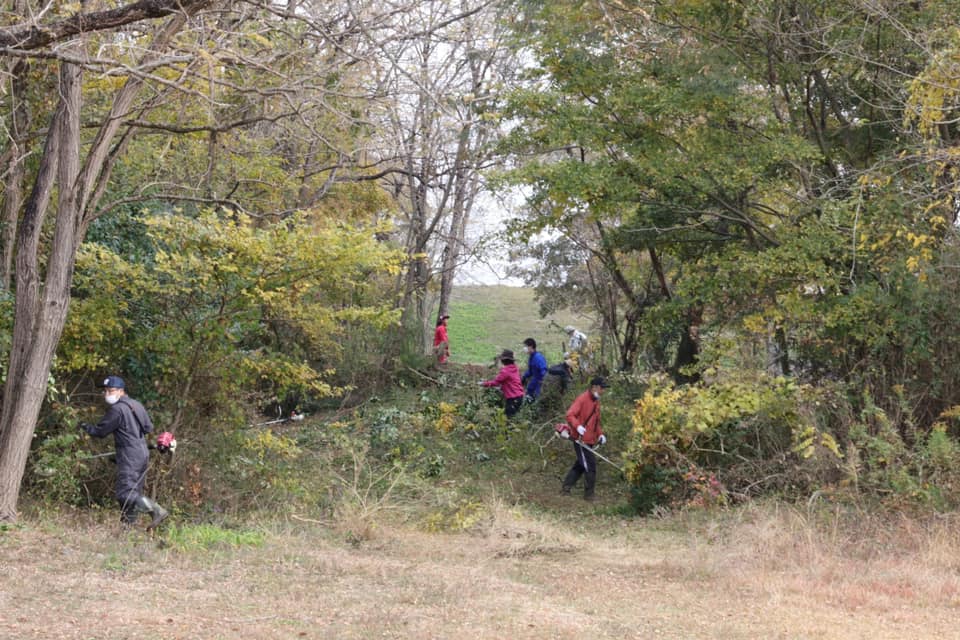 徐々に明るい林になる