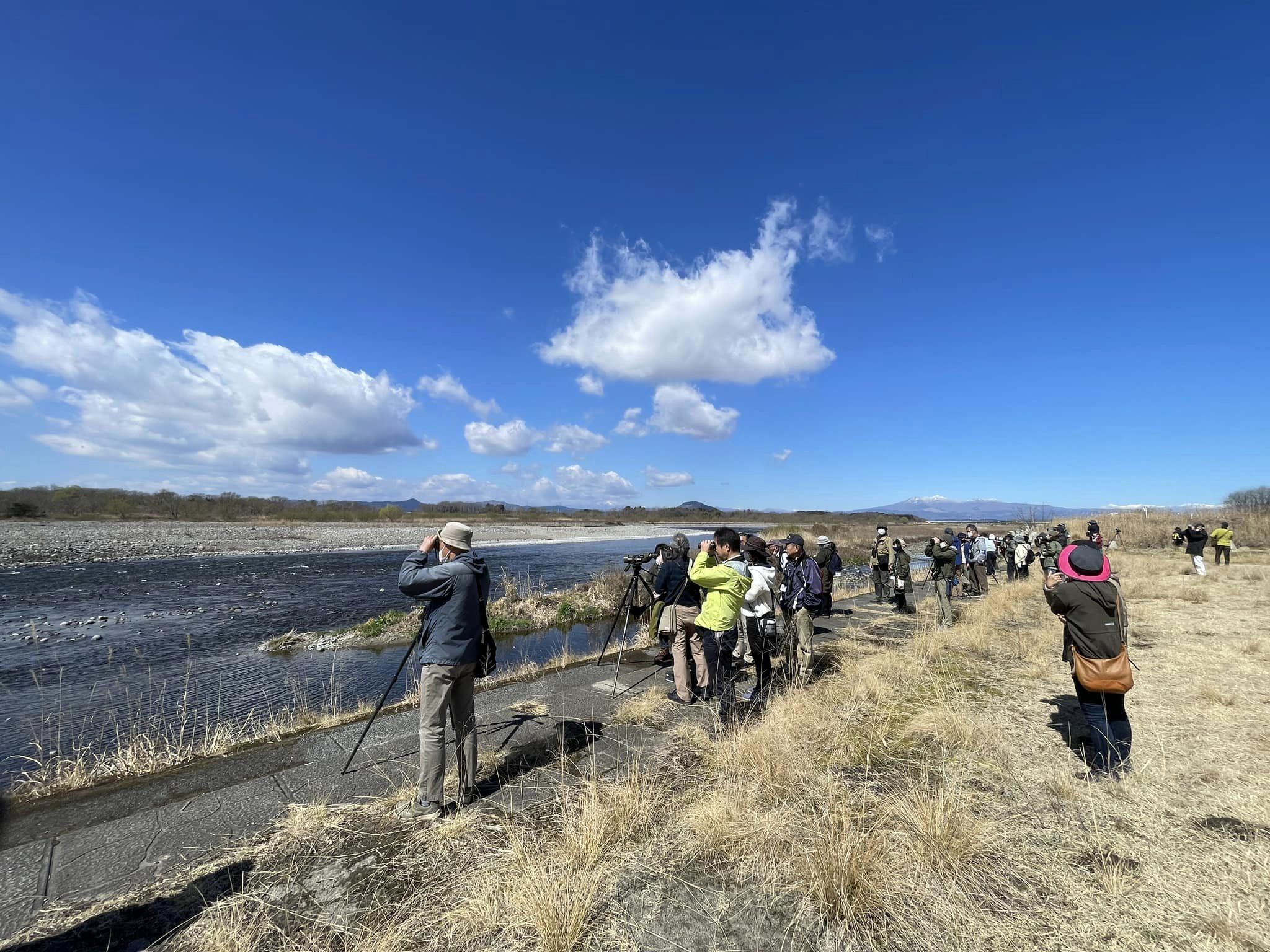 河川敷ではノスリが飛びます
