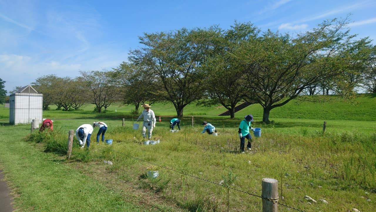 草丈が高いものから駆除を進める
