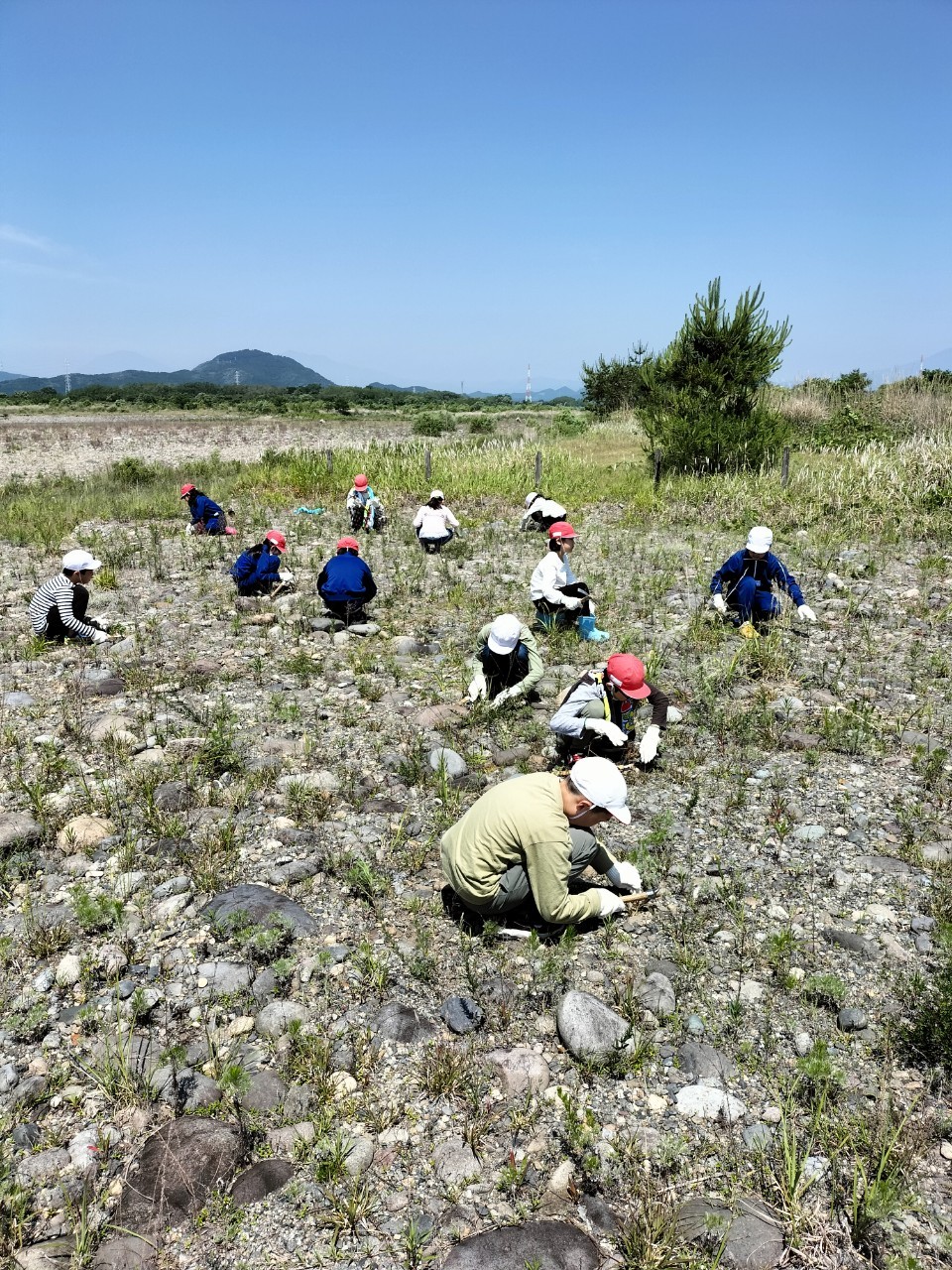 除草作業の様子２