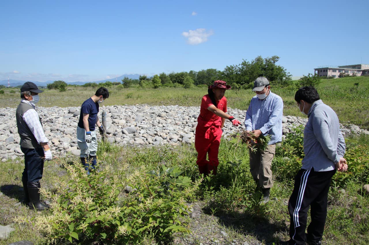 駆除対象植物の確認