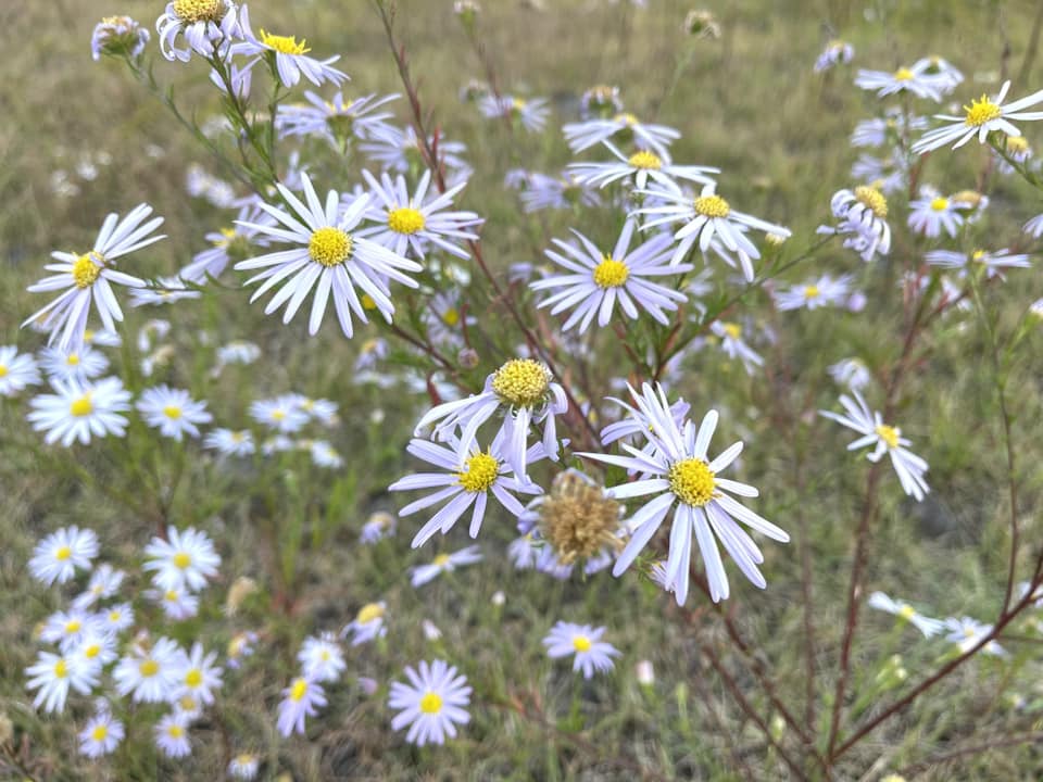 カワラノギク・３