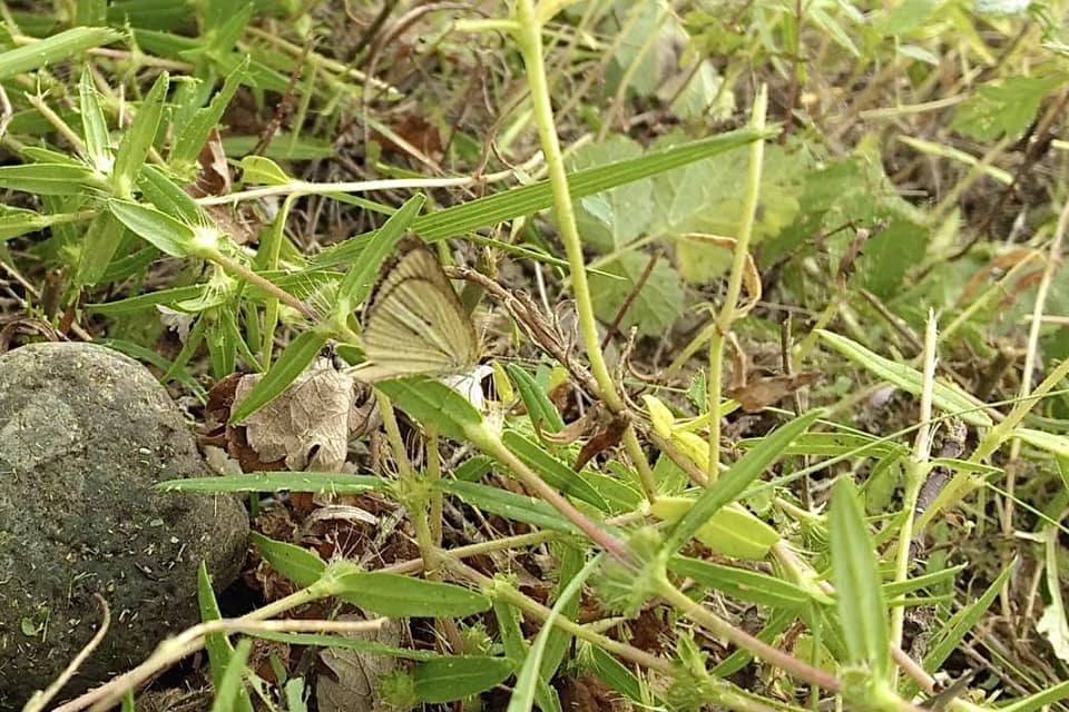 ギンイチモンジセセリがいました