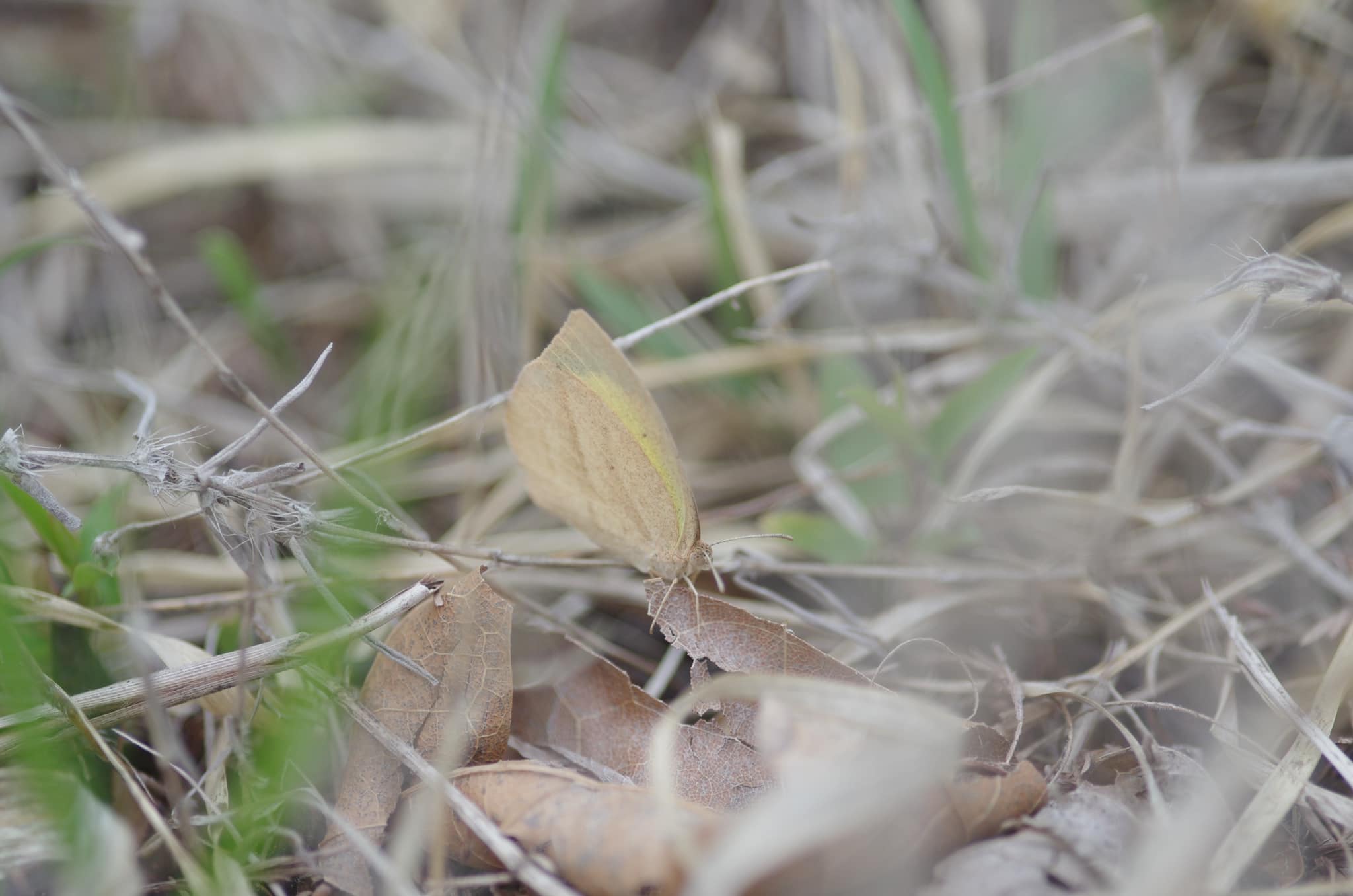 ツマグロキチョウ