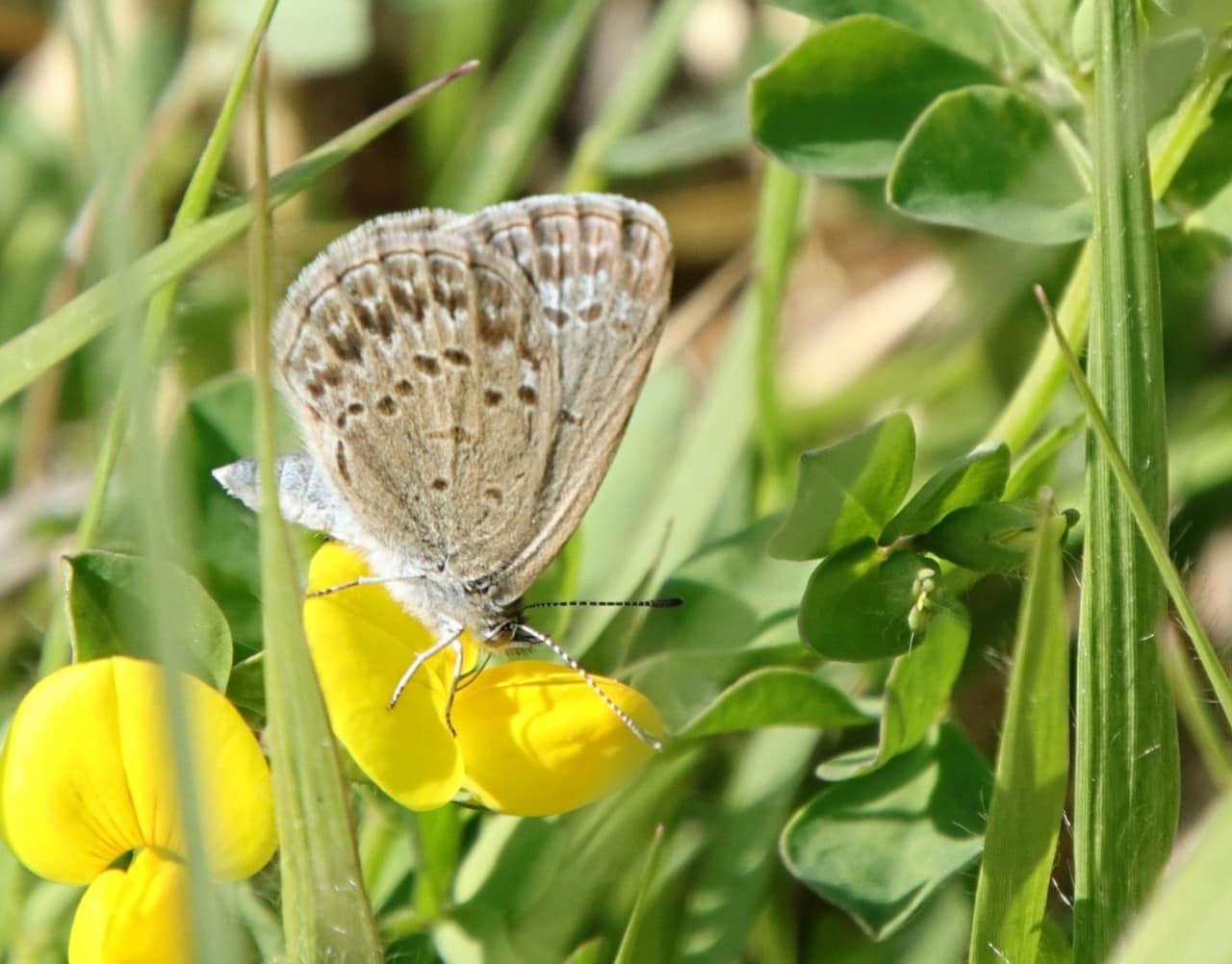 ミヤコグサの花を吸蜜するシルビアシジミ