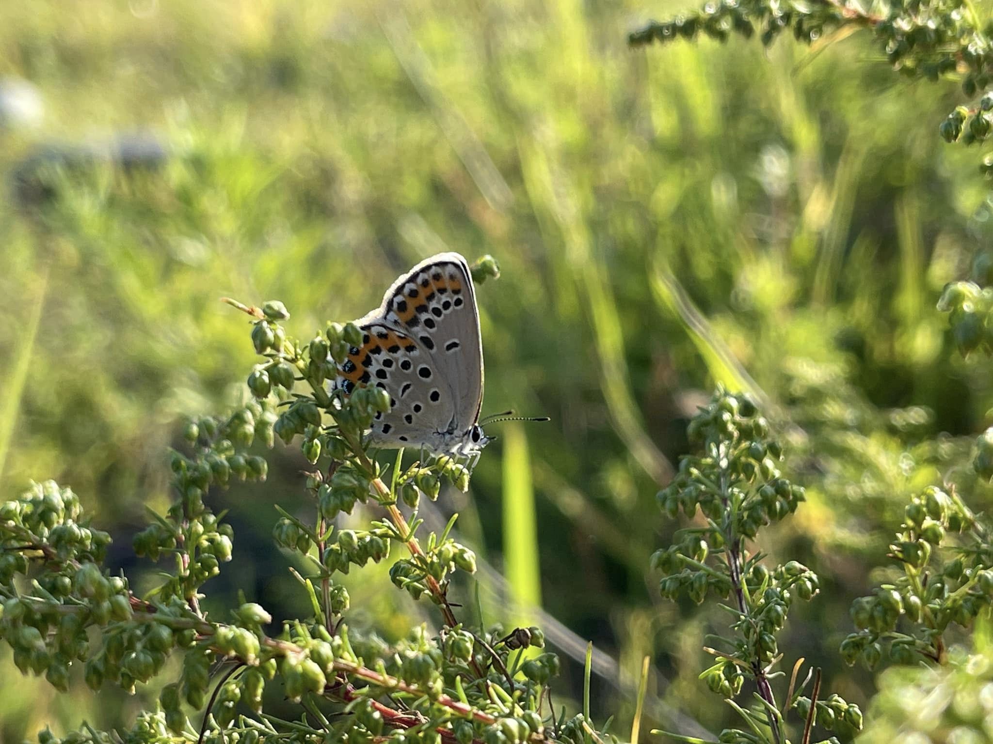 ミヤマシジミが多くみられました