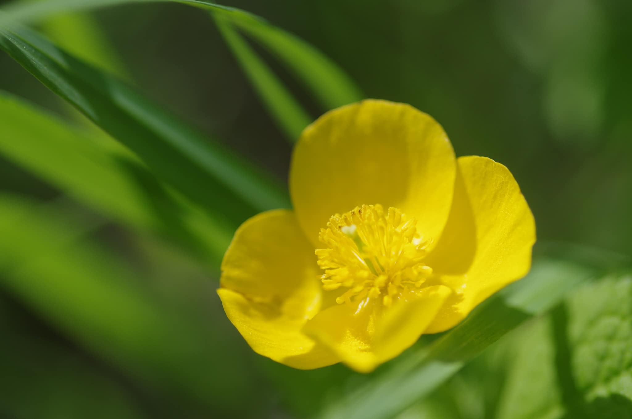 ヤマブキソウ２