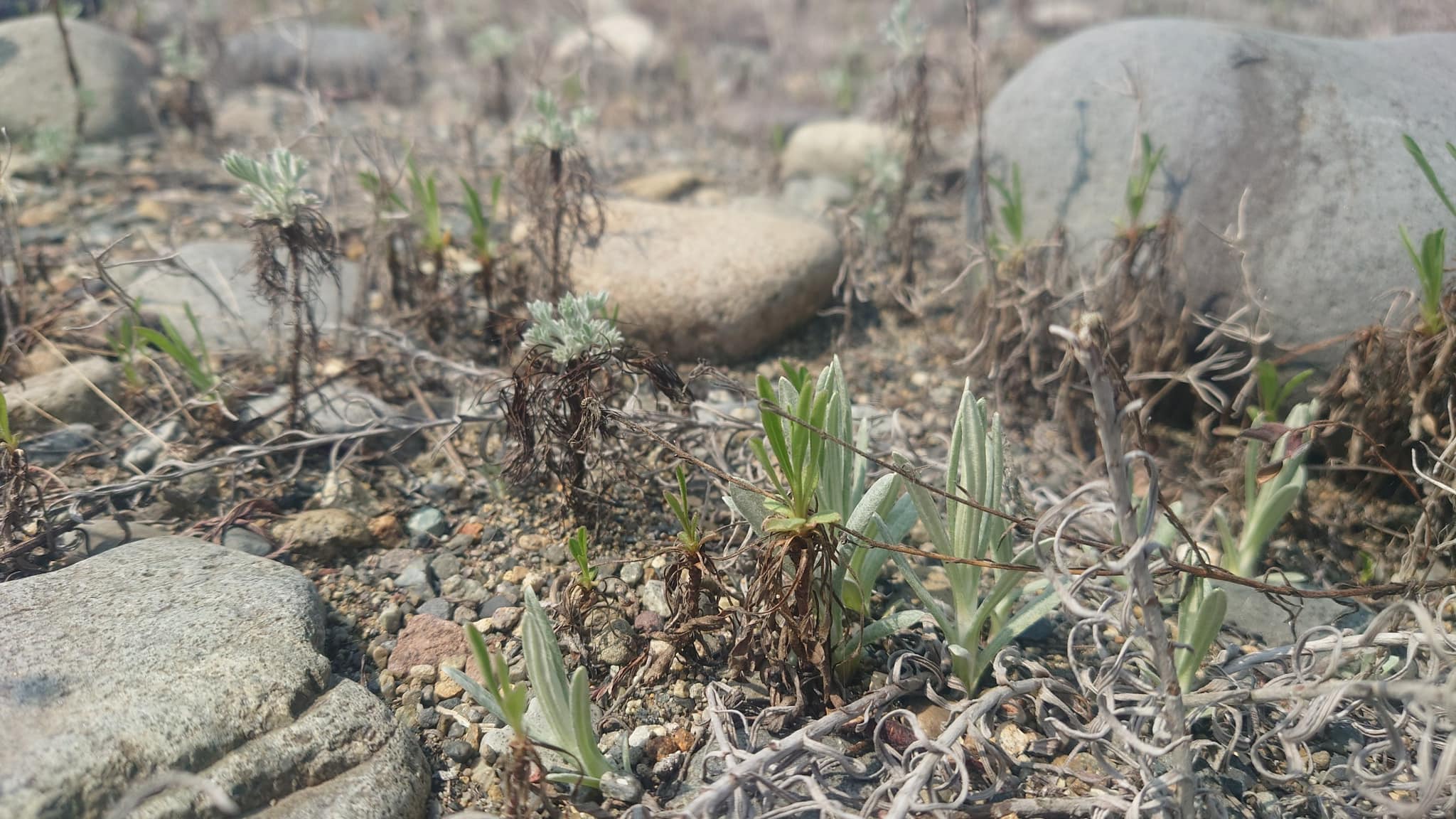 今年開花のカワラノギクがたくさん見られます