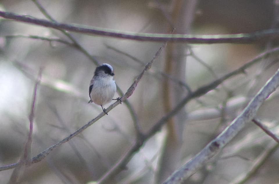 勝山城跡ではエナガがたくさん