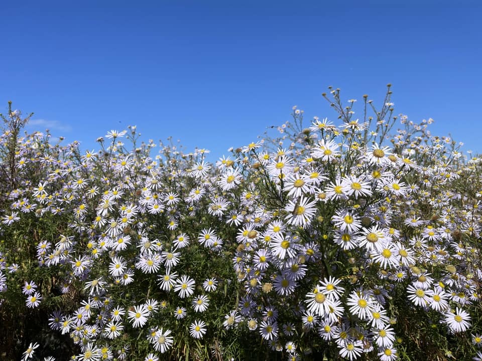 咲き誇るカワラノギク・２