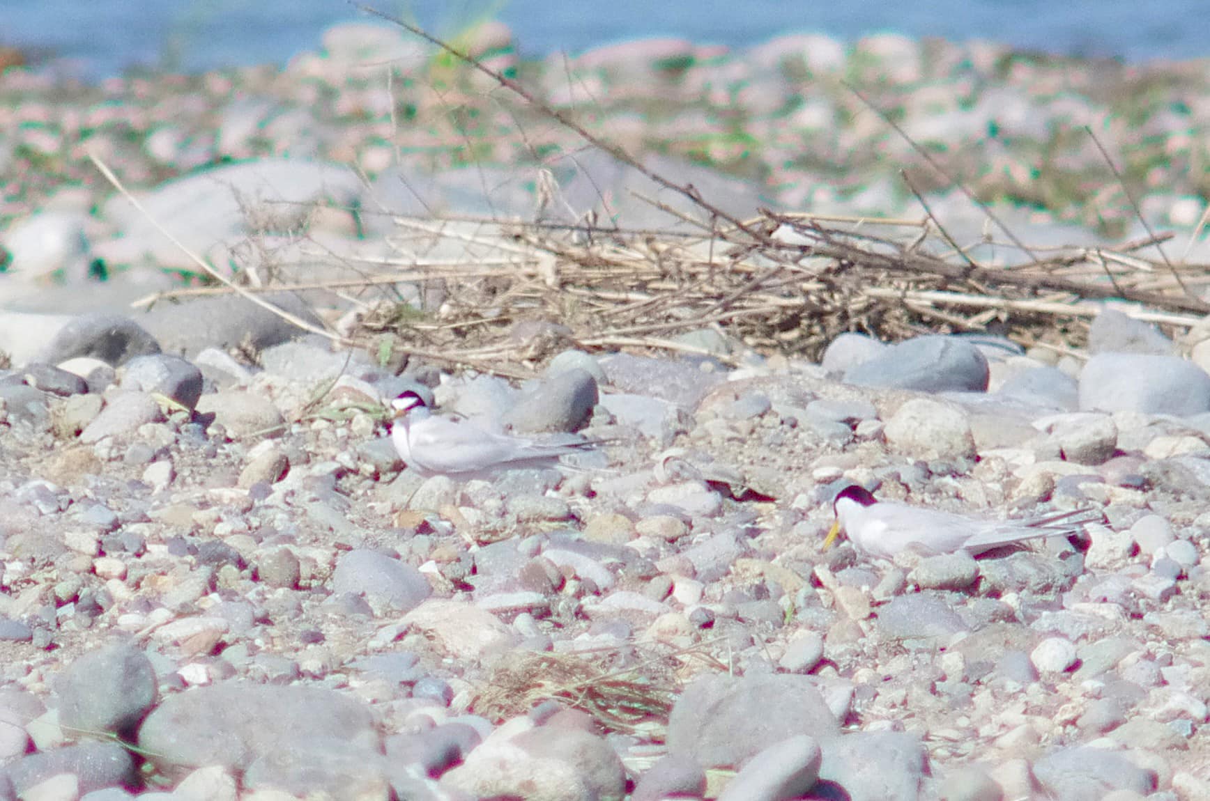 地上に降り立つコアジサシ