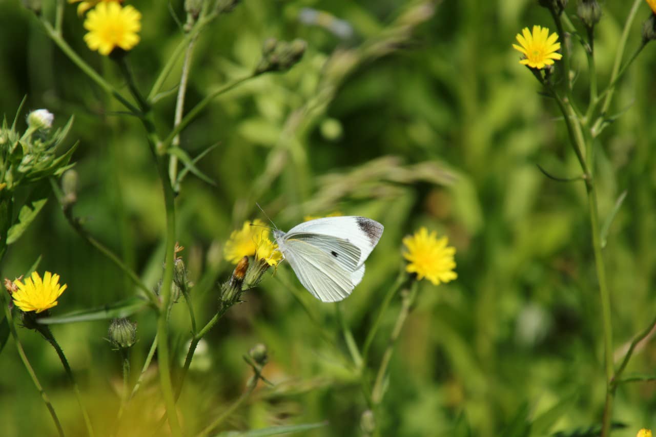 様々な生き物たちが生息する管理地