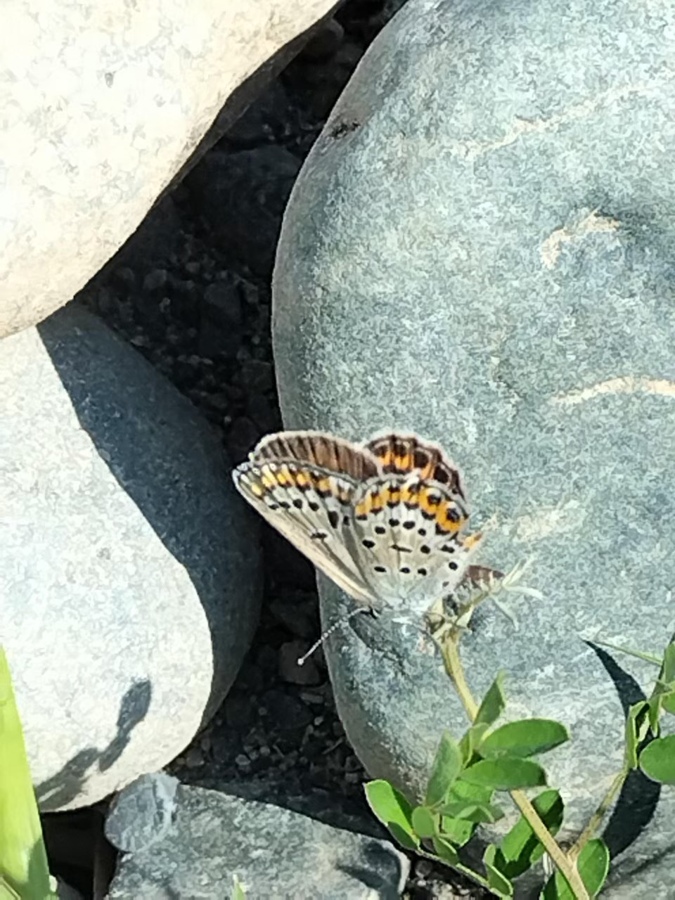 河川敷で見られたミヤマシジミ