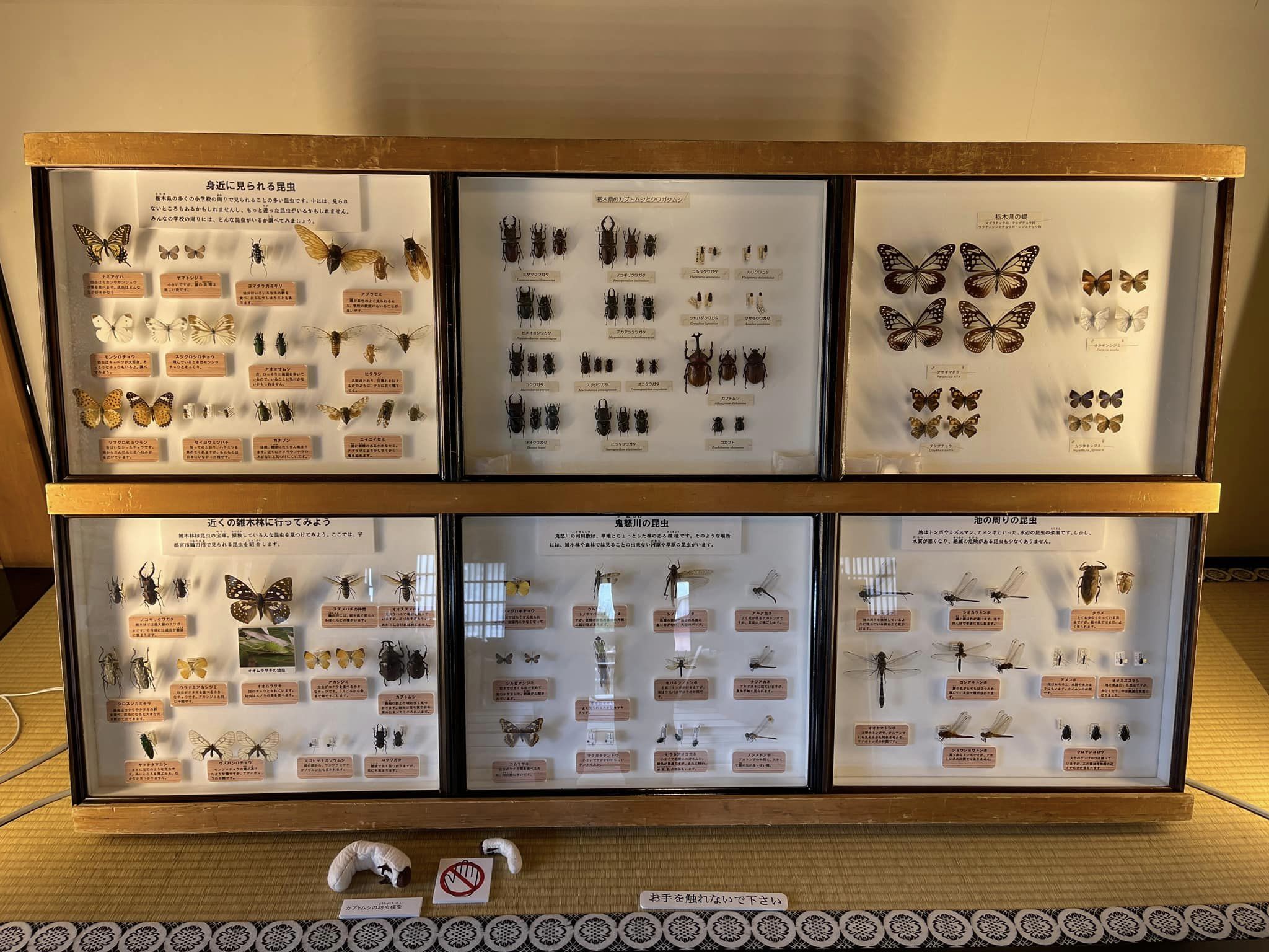 県立博物館からの標本