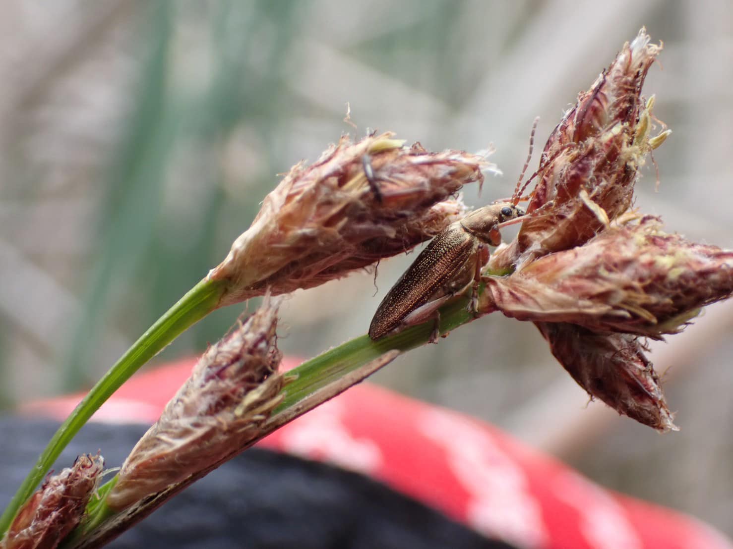 確認したアカガネネクイハムシ