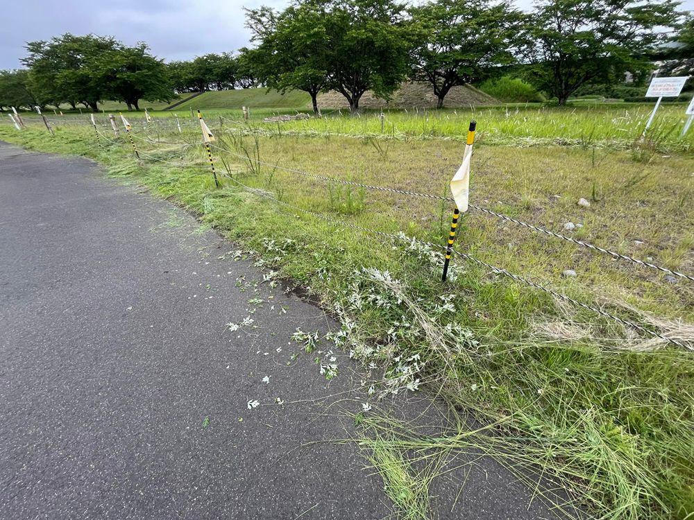 第2管理地に隣接した歩道沿いの除草