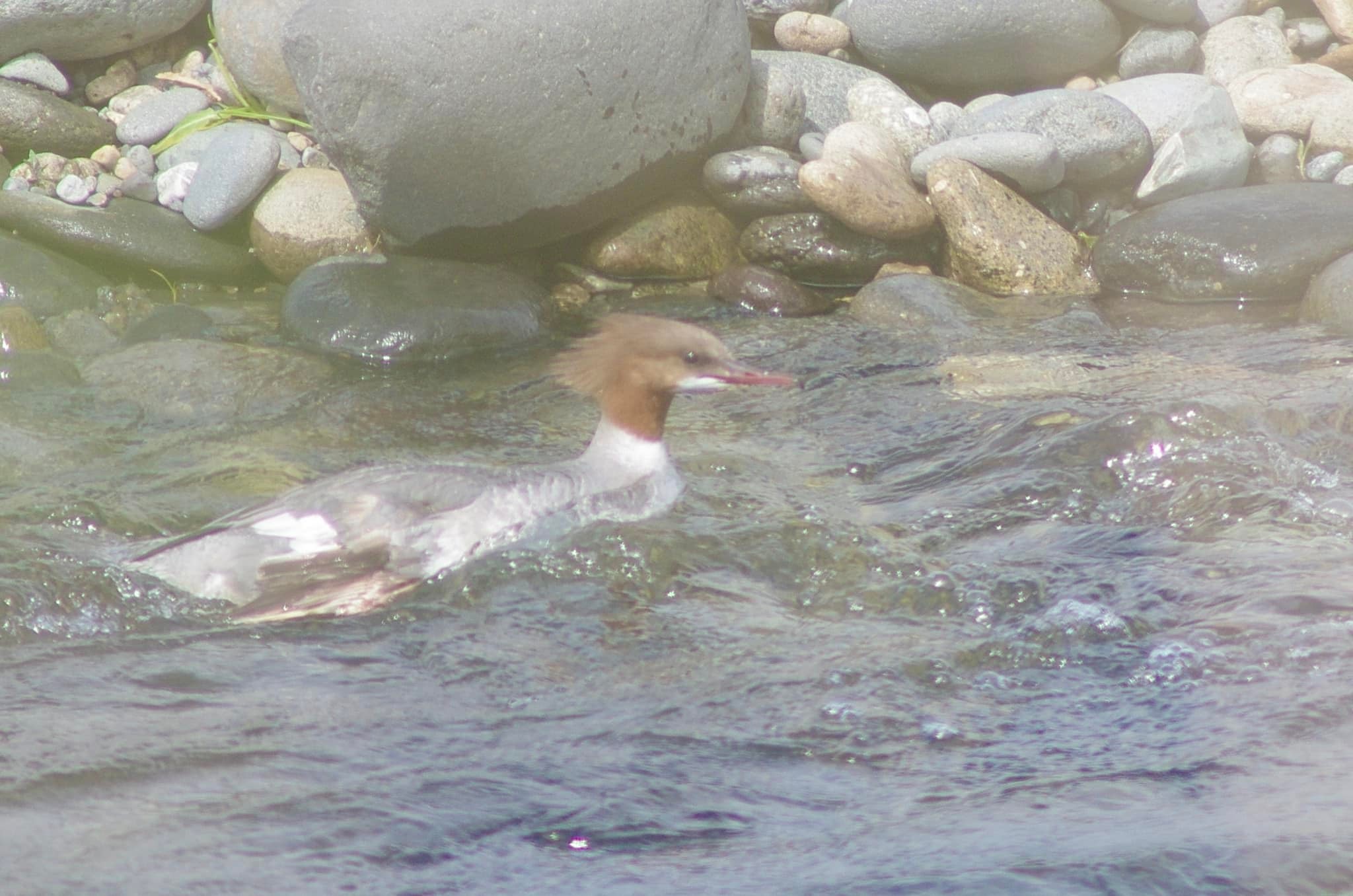 飛来したカワアイサ