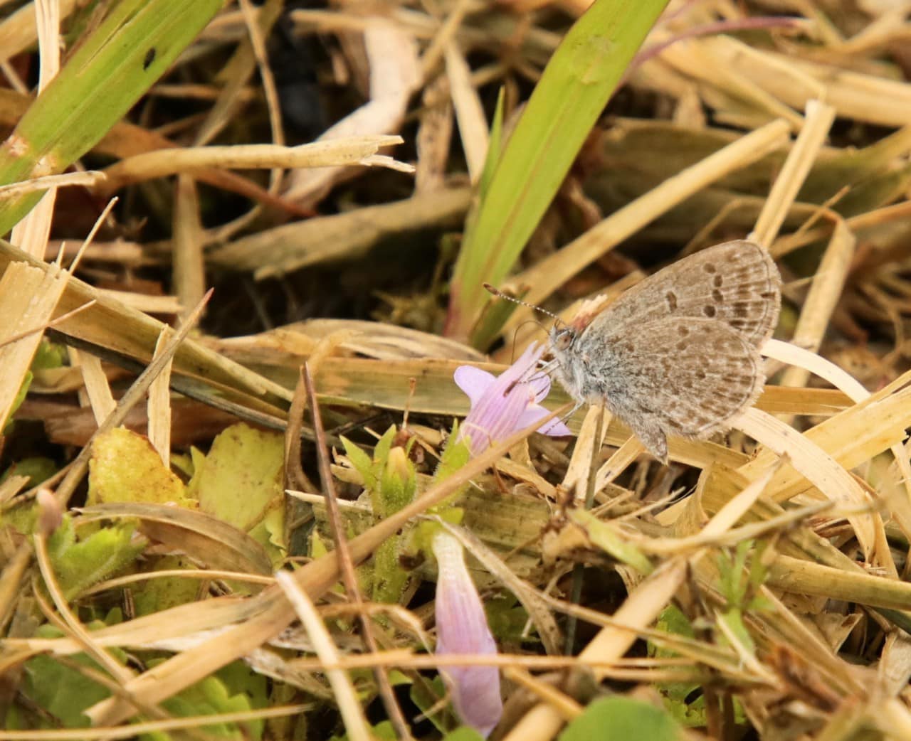 飛来したシルビアシジミ
