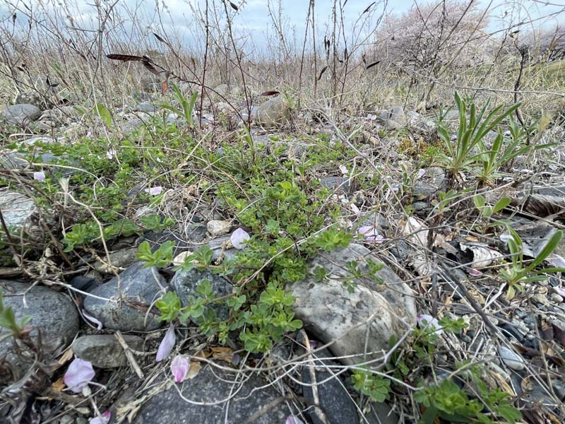 第2管理地のミヤコグサ