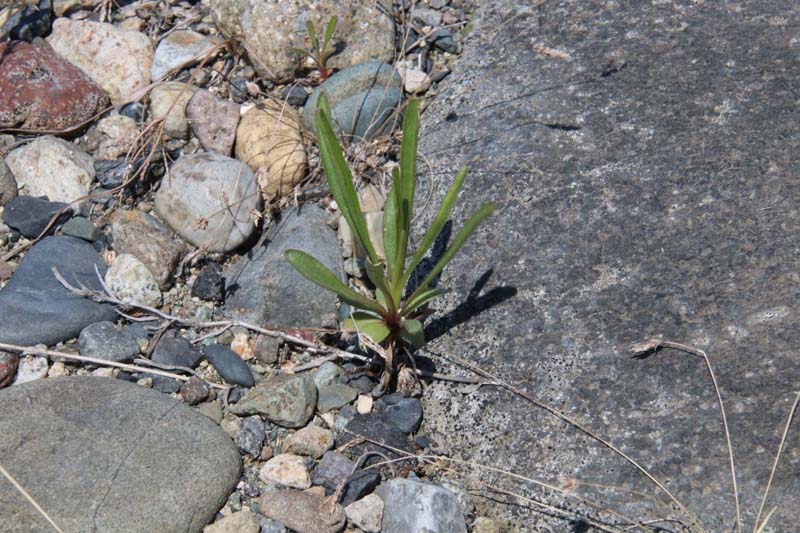 小さなカワラノギク