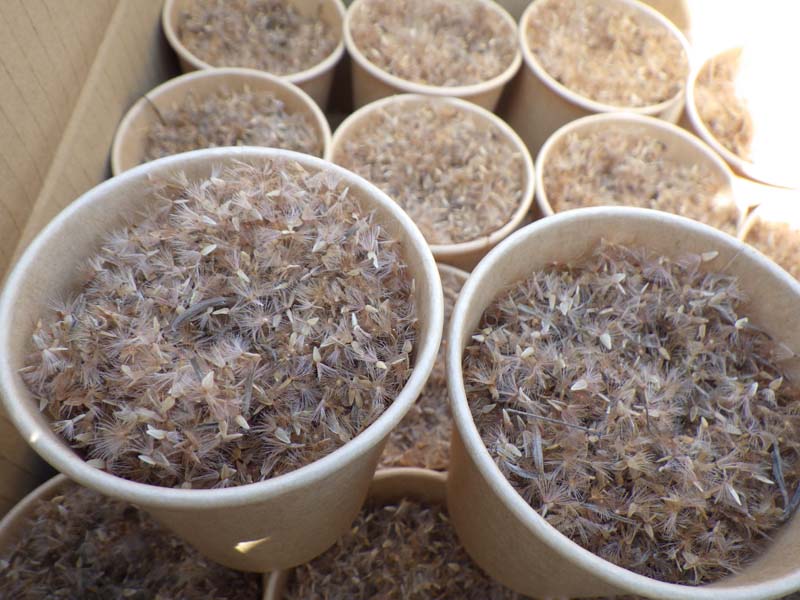 カワラノギクのタネ