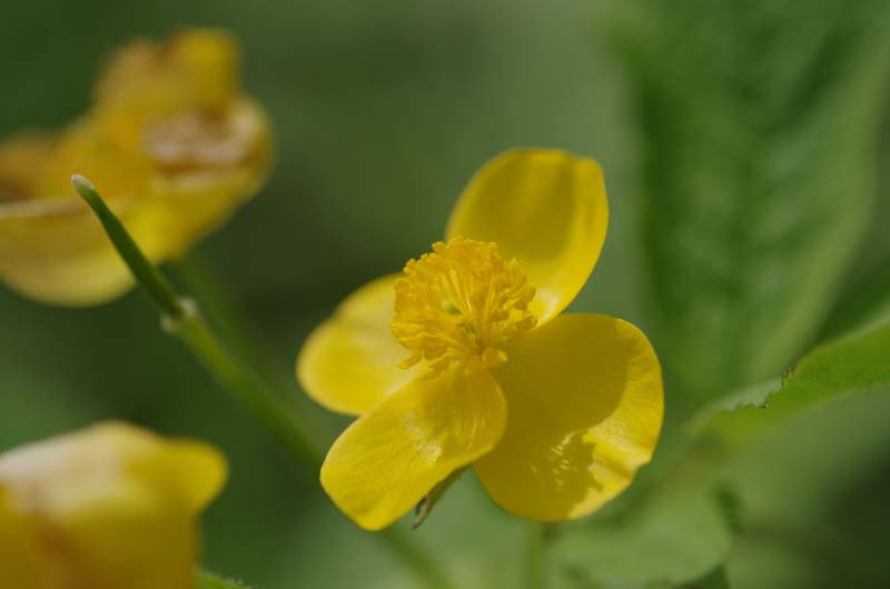 咲き誇るヤマブキソウ