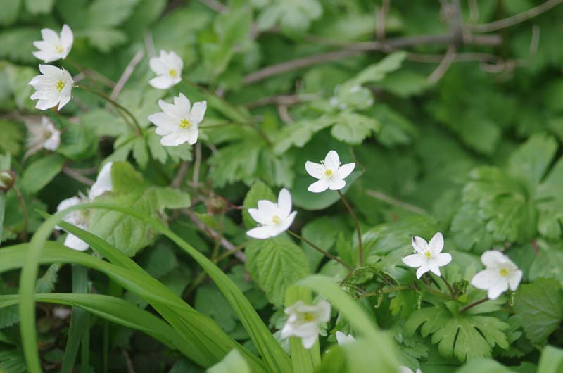 ニリンソウの群落も健在