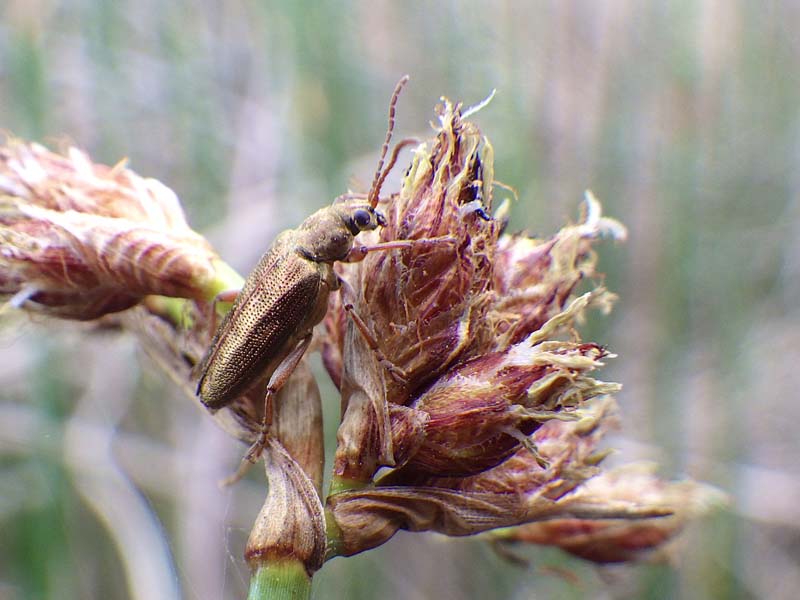 アカガネネクイハムシ