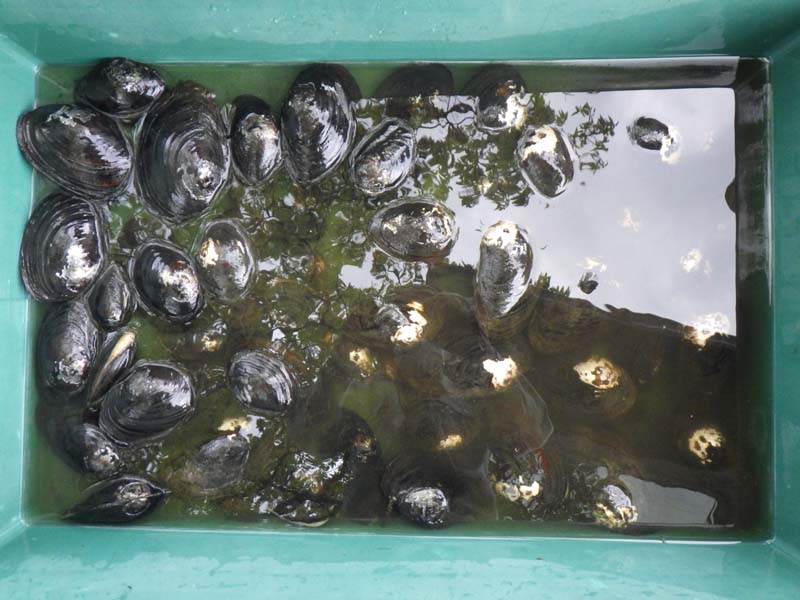 保管していたドブガイの放流