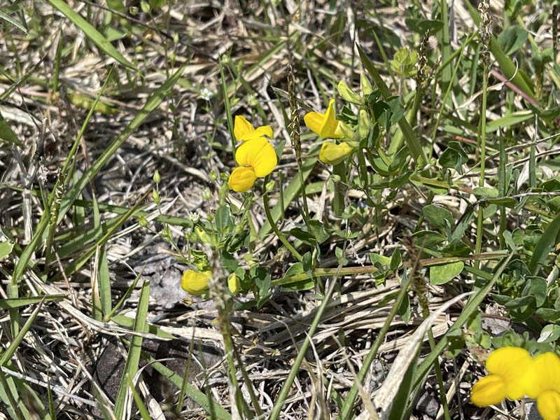 開花したミヤコグサ