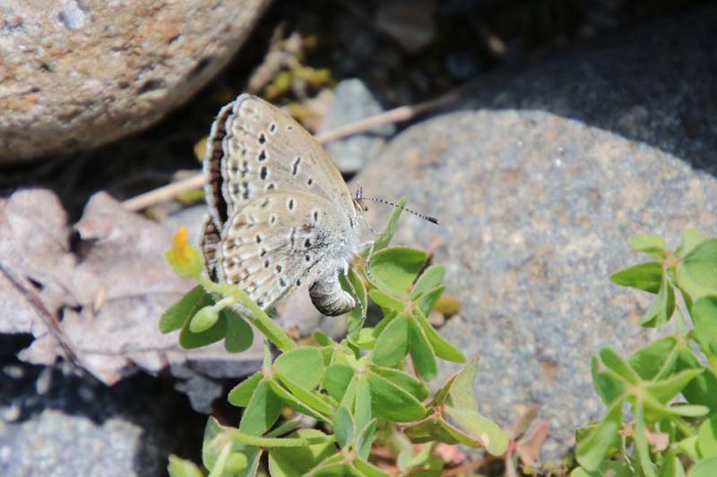 カタバミに産卵するヤマトシジミ