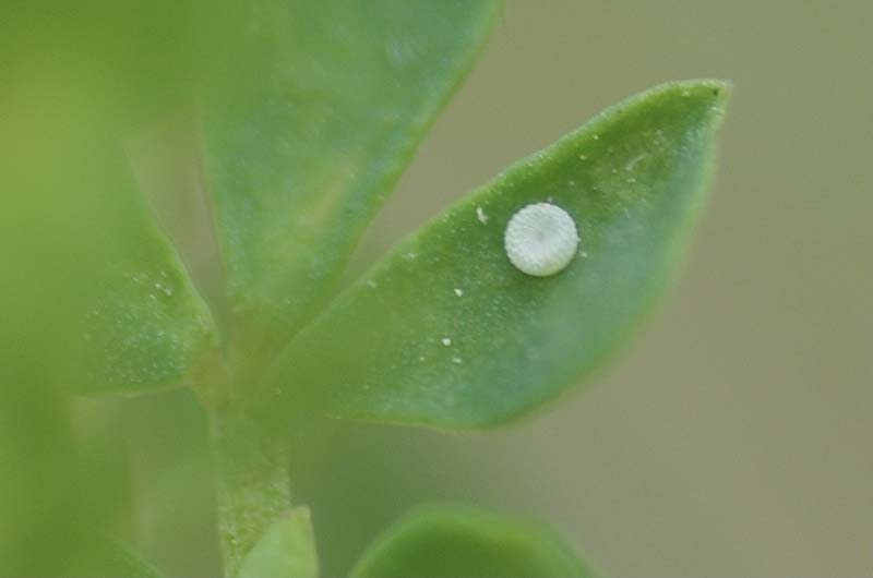 シルビアシジミの卵