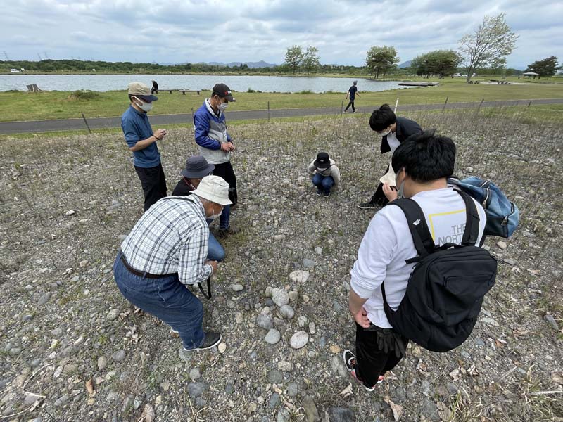 シルビアシジミの成虫を観察