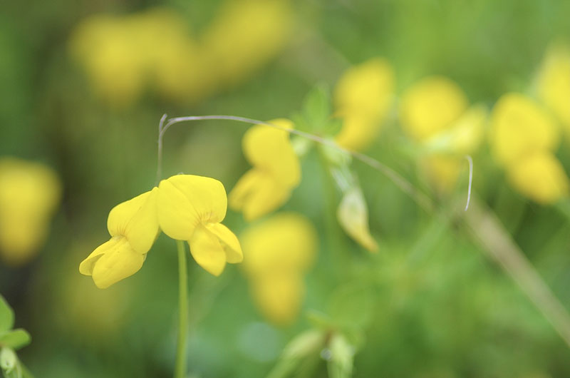開花したミヤコグサ