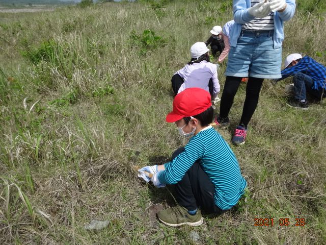 熱心にｼﾅﾀﾞﾚｽｽﾞﾒｶﾞﾔを引き抜く児童