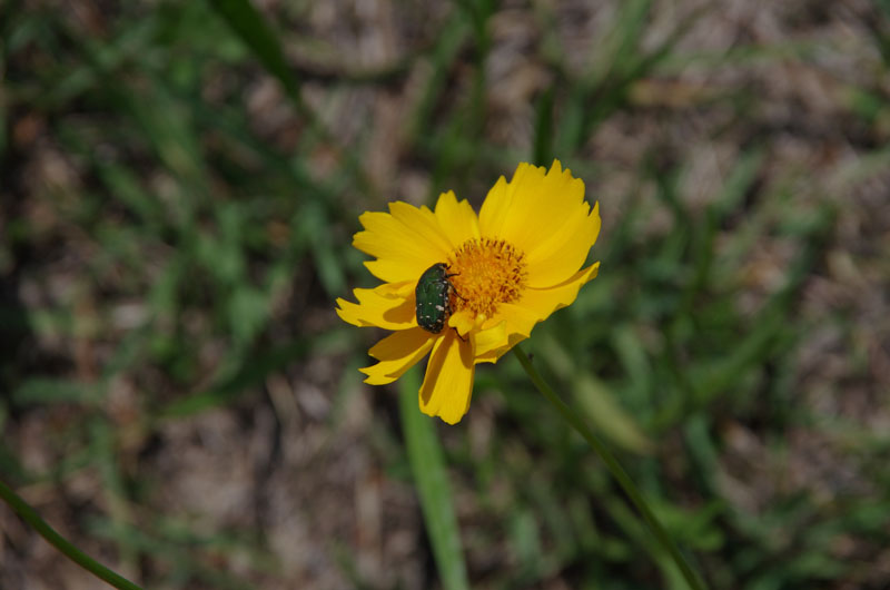 ｵｵｷﾝｹｲｷﾞｸの花にｺｱｵﾊﾅﾑｸﾞﾘが着く