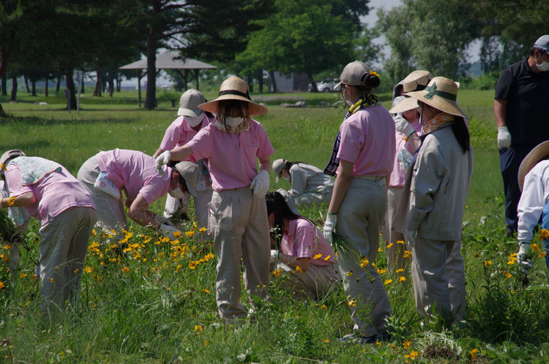ｵｵｷﾝｹｲｷﾞｸの引き抜き作業の様子