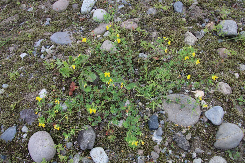 管理地に咲くミヤコグサ