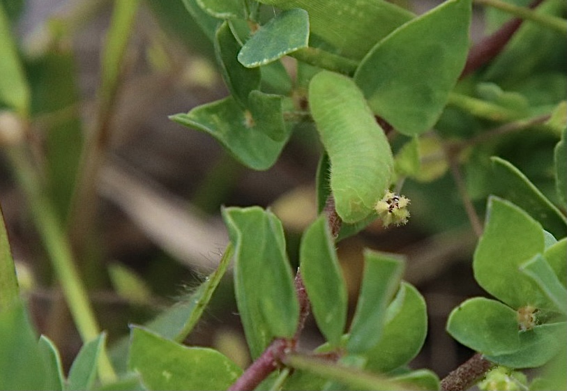 シルビアシジミの幼虫
