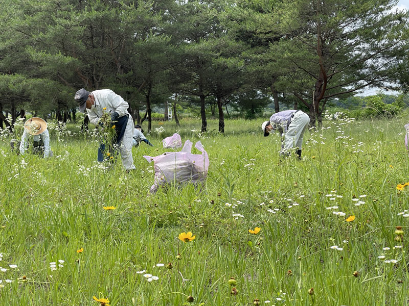 ｵｵｷﾝｹｲｷﾞｸの引き抜き作業