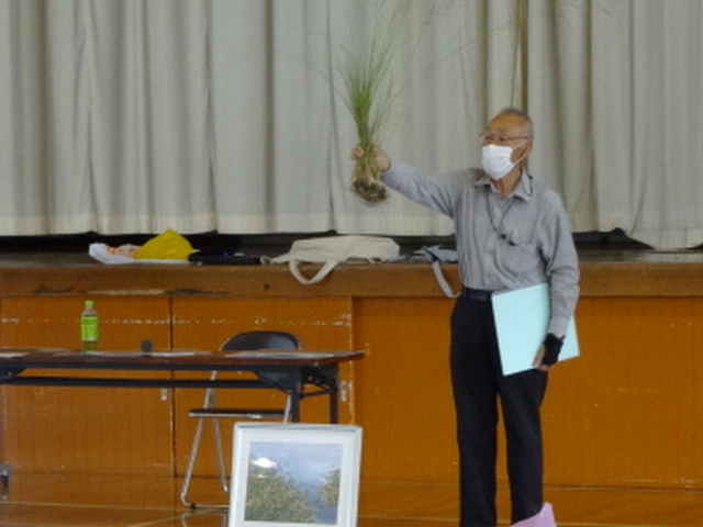 ｼﾅﾀﾞﾚｽｽﾞﾒｶﾞﾔの実物を見せる