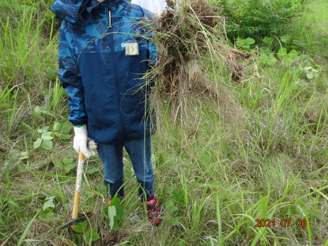ｼﾅﾀﾞﾚｽｽﾞﾒｶﾞﾔを沢山抜いた児童