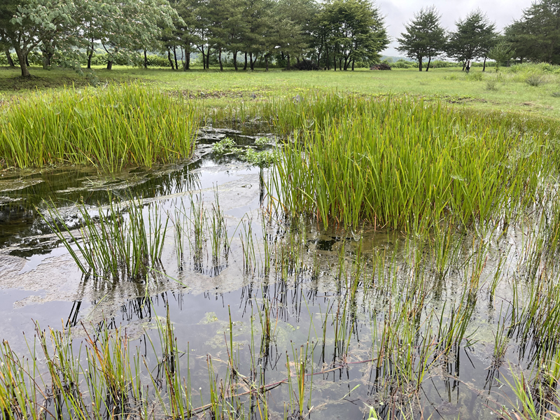 最上流部の湧出部