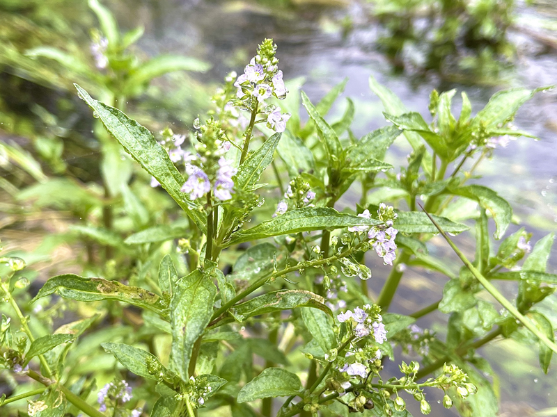 少し残っていたｵｵｶﾜﾁﾞｼｬ