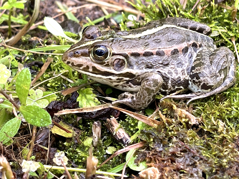 水辺に多いﾄｳｷｮｳﾀﾞﾙﾏｶﾞｴﾙ