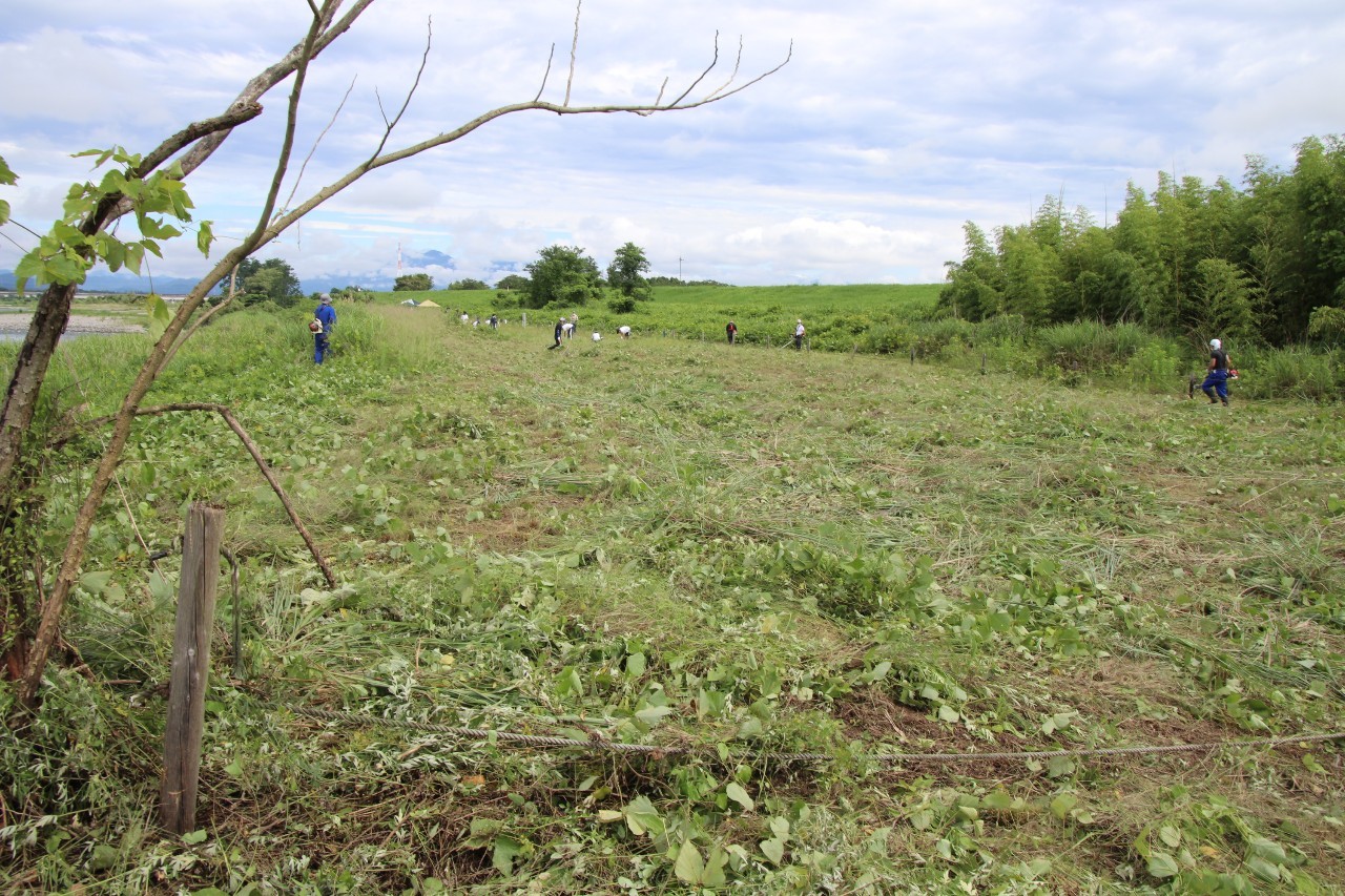 バスターズも負けずに除草