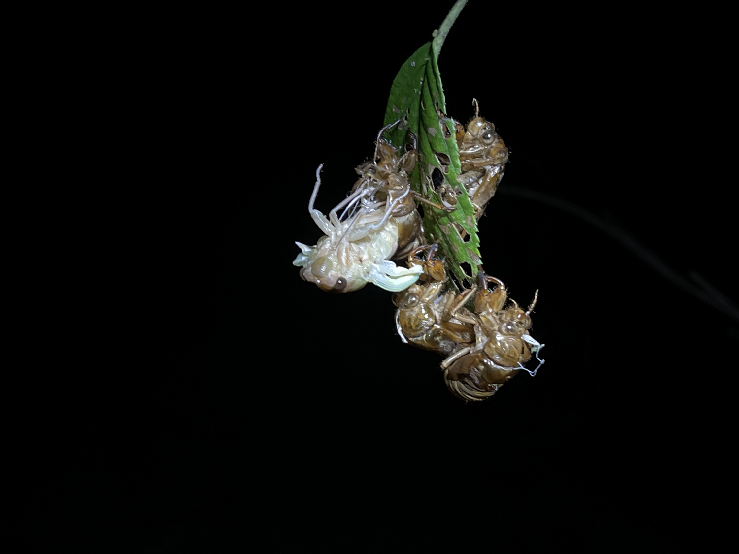 アブラゼミの羽化