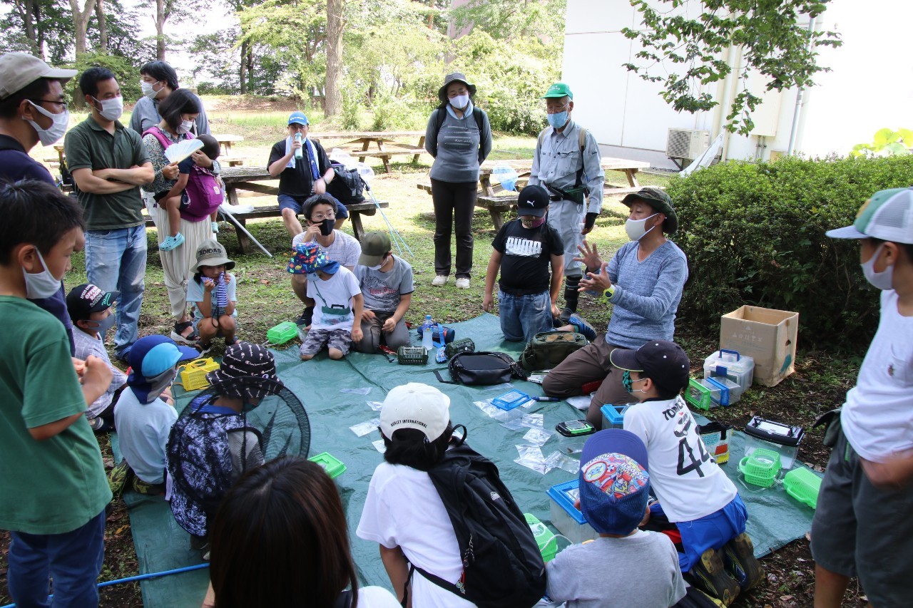捕まえた昆虫の解説と観察