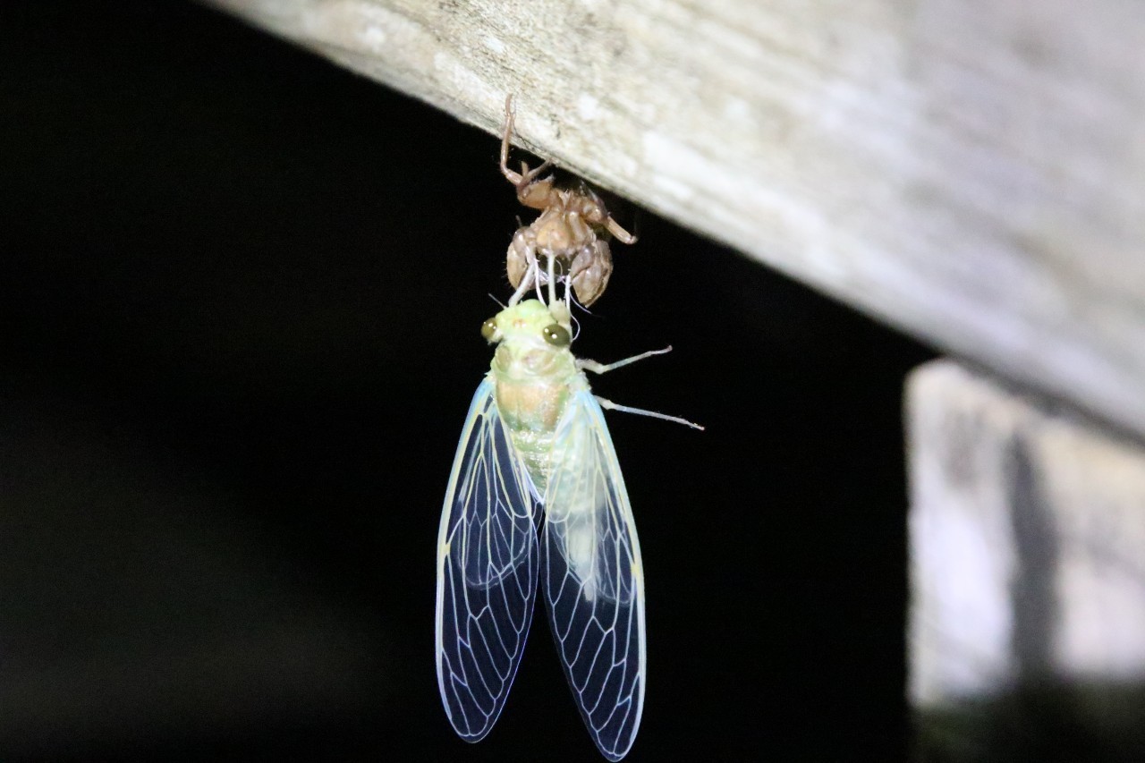 ヒグラシの羽化