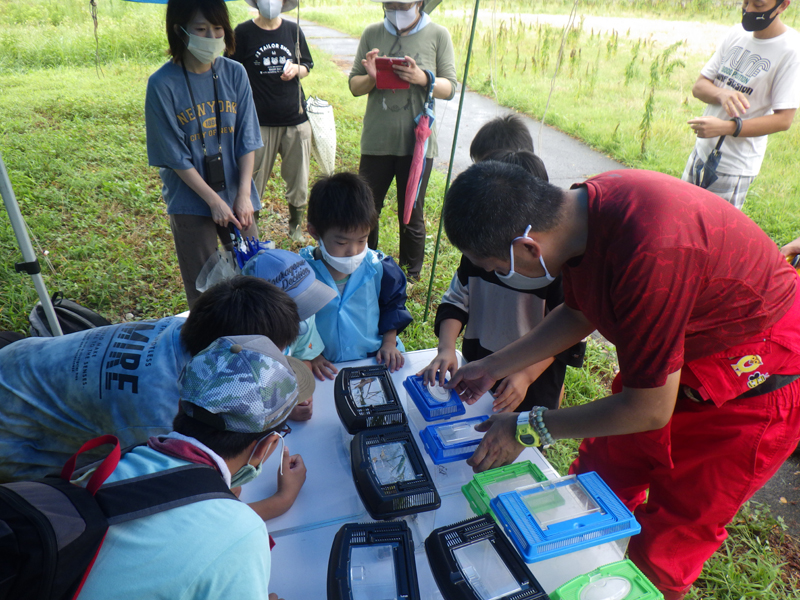 その他の昆虫などを観察
